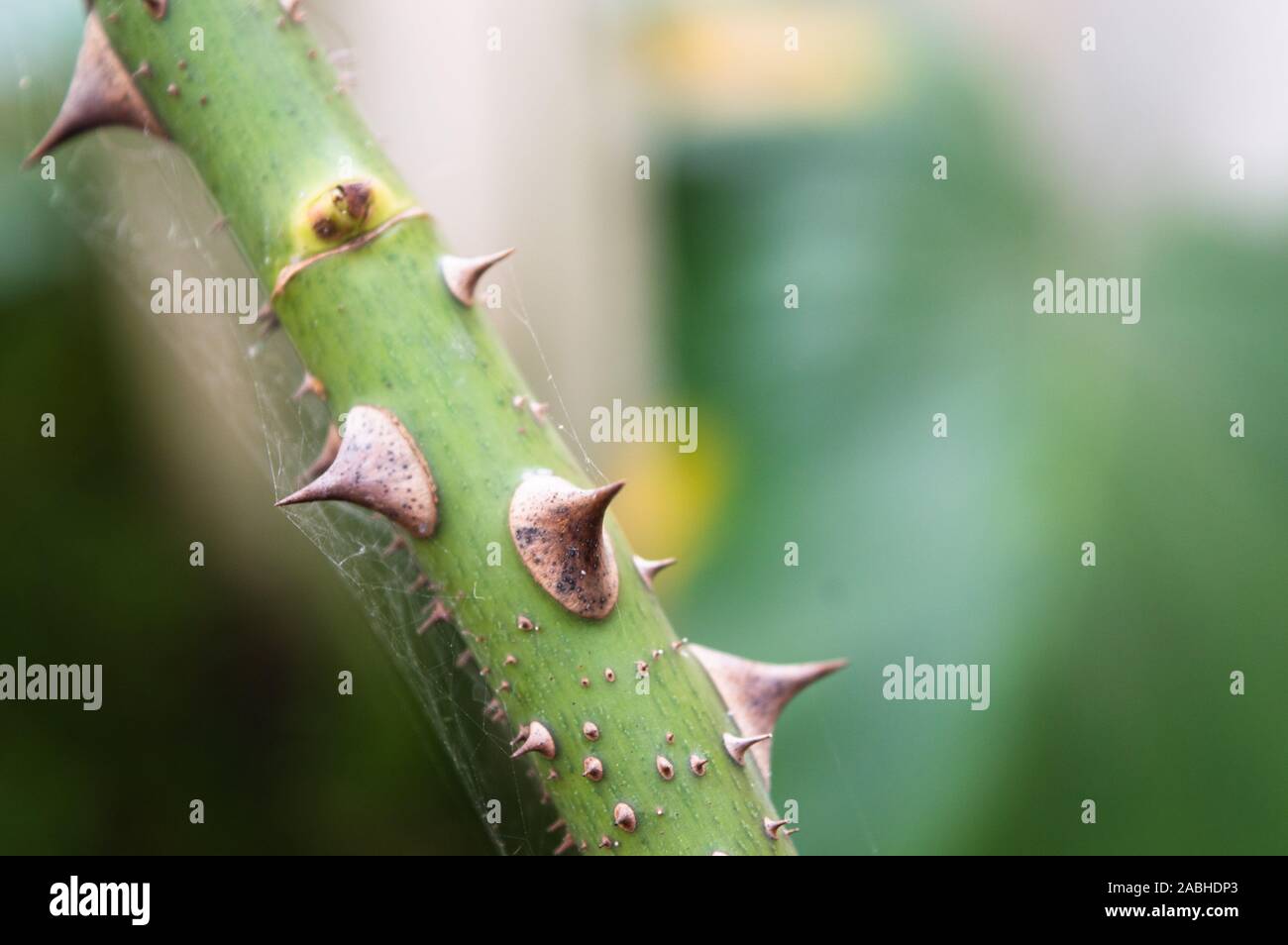 Thorny plants hi-res stock photography and images - Alamy