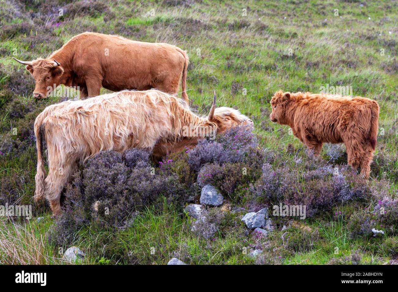 Long Hair Cattle Stock Photos Long Hair Cattle Stock Images Alamy