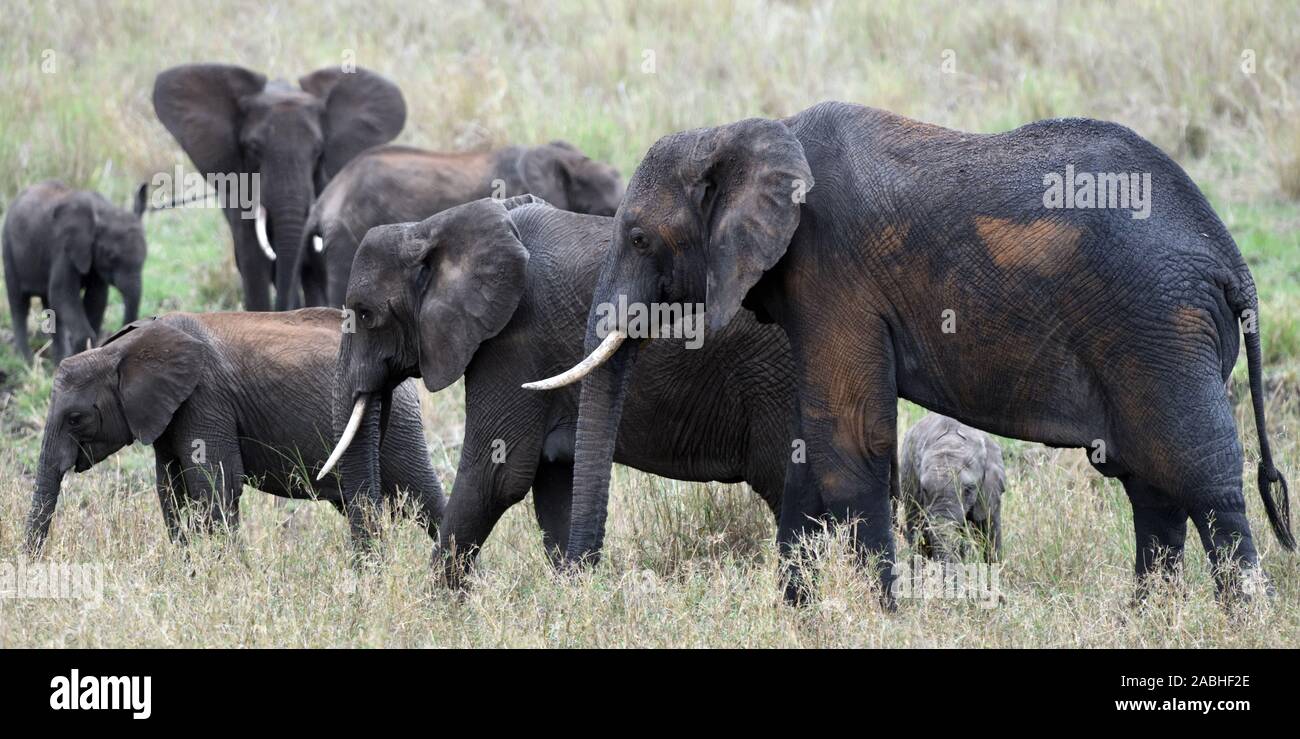 A family group of African elephant (Loxodonta africana) of a variety of ages, covered in wet mud from a recent wallow and brown dust. Tarangire Natio Stock Photo