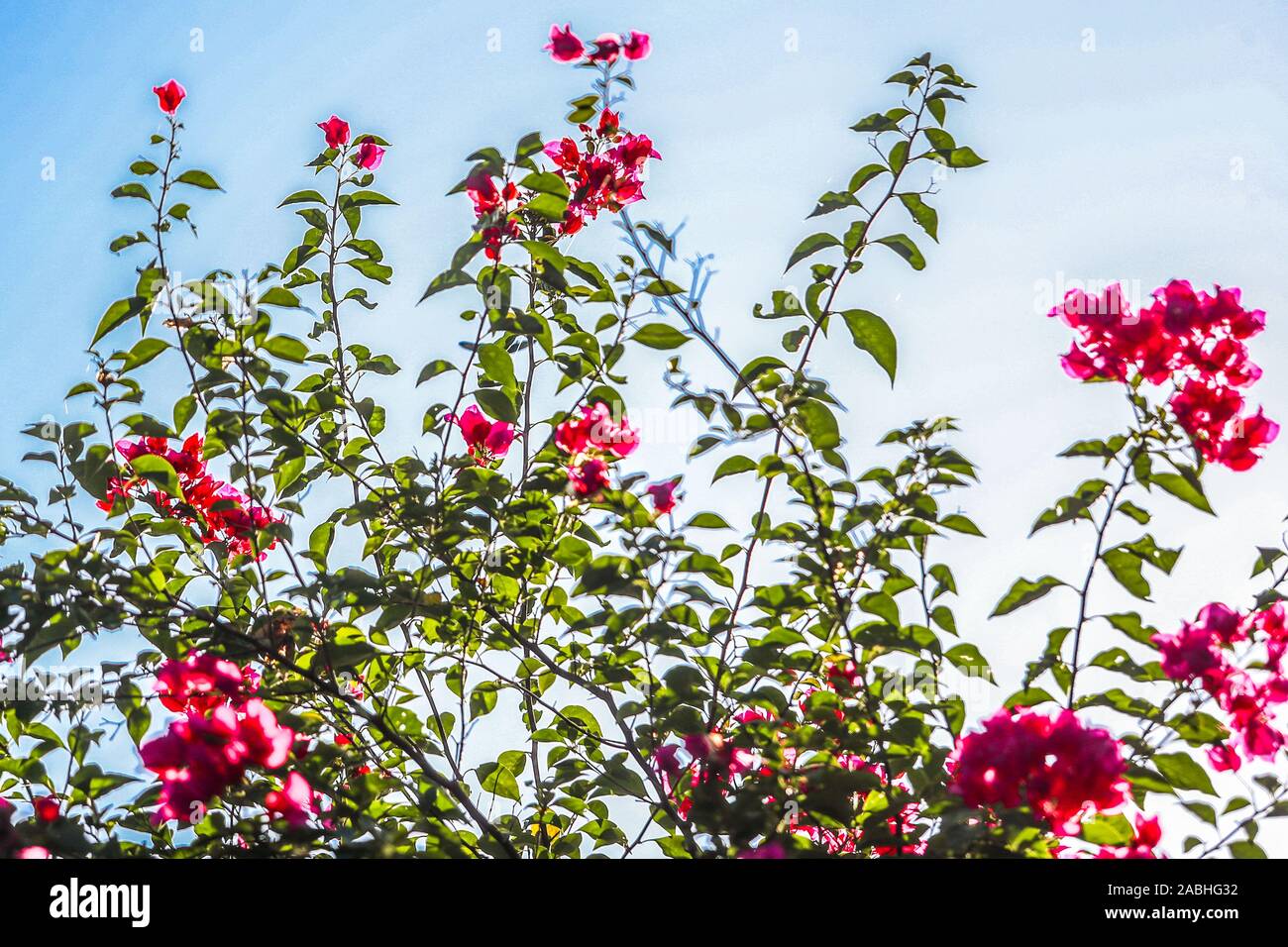 Bugambilia flowers. flores de Bugambilia. Álamos, Sonora Mexico, a magical and colonial town. This Mexican villa was known as Real de Los Alamos or L Stock Photo