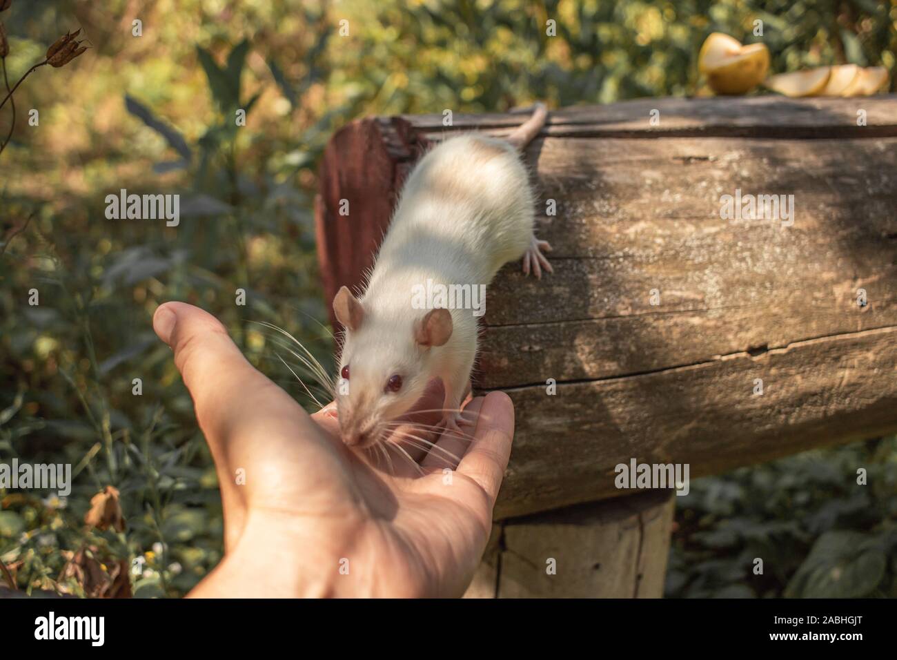 A white rat crawls on a log. The rodent is looking for food. The rat is white. Stock Photo