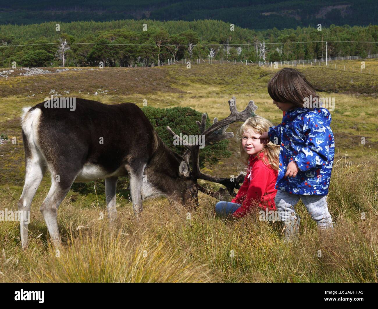 The Cairngorm reindeer herd is Britain's only free-ranging herd of reindeer found in the Cairngorm mountains in Scotland Stock Photo