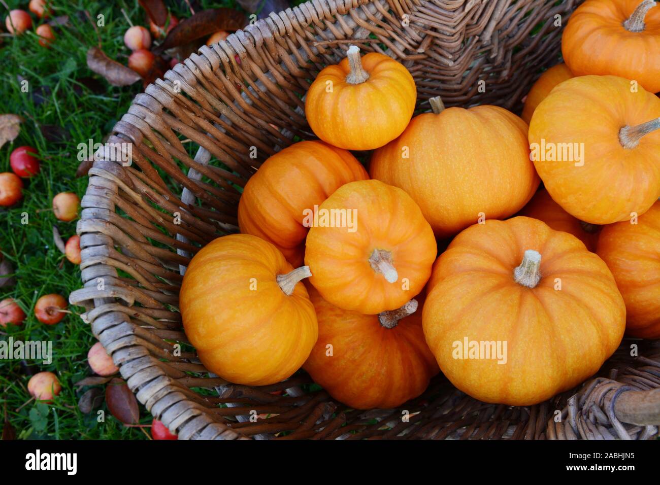 Woven basket full of Jack Be Little mini pumpkins ready for Thanksgiving decorations in fall Stock Photo