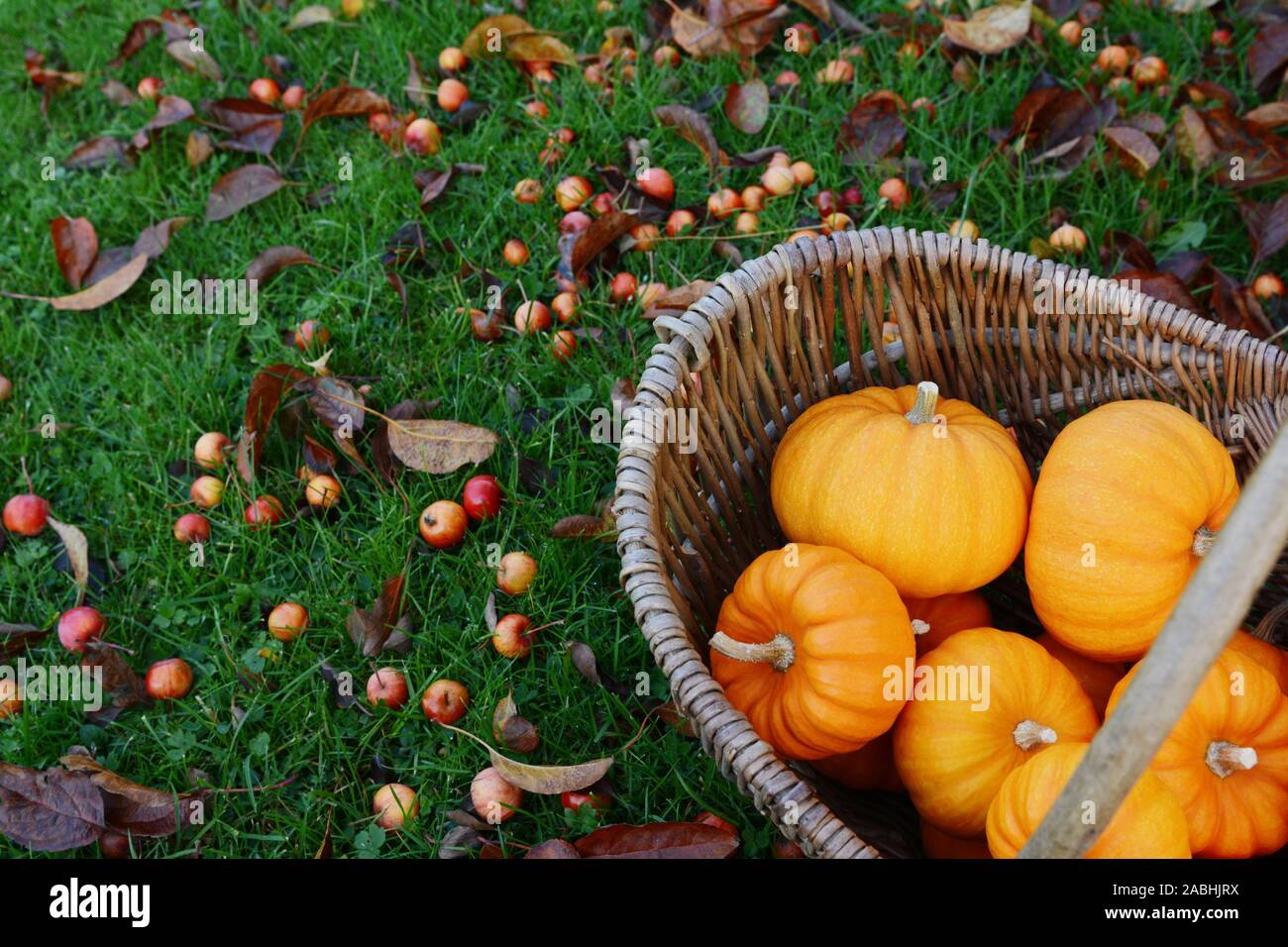 Rustic basket of mini orange pumpkins for Thanksgiving decorations on a lawn covered with fallen crab apples and autumn leaves Stock Photo