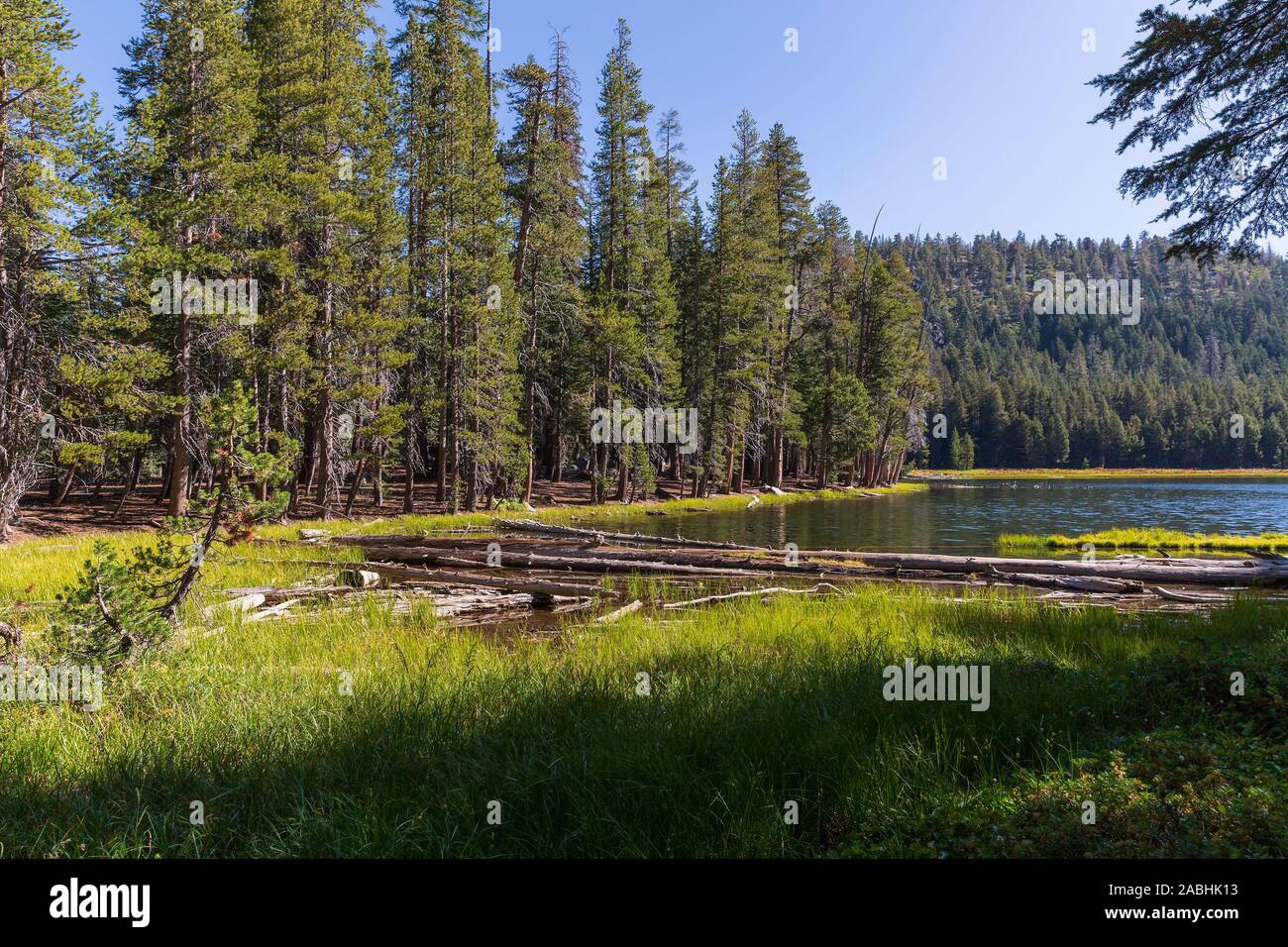 Lukens Lake with shoreline conifer trees and grasses in Yosemite Natioal Park, California. Stock Photo