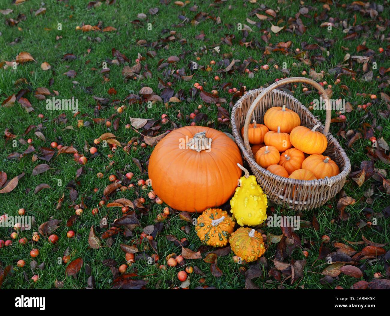 Large pumpkin and selection of ornamental gourds with a basket full of little orange pumpkins in an autumnal garden Stock Photo