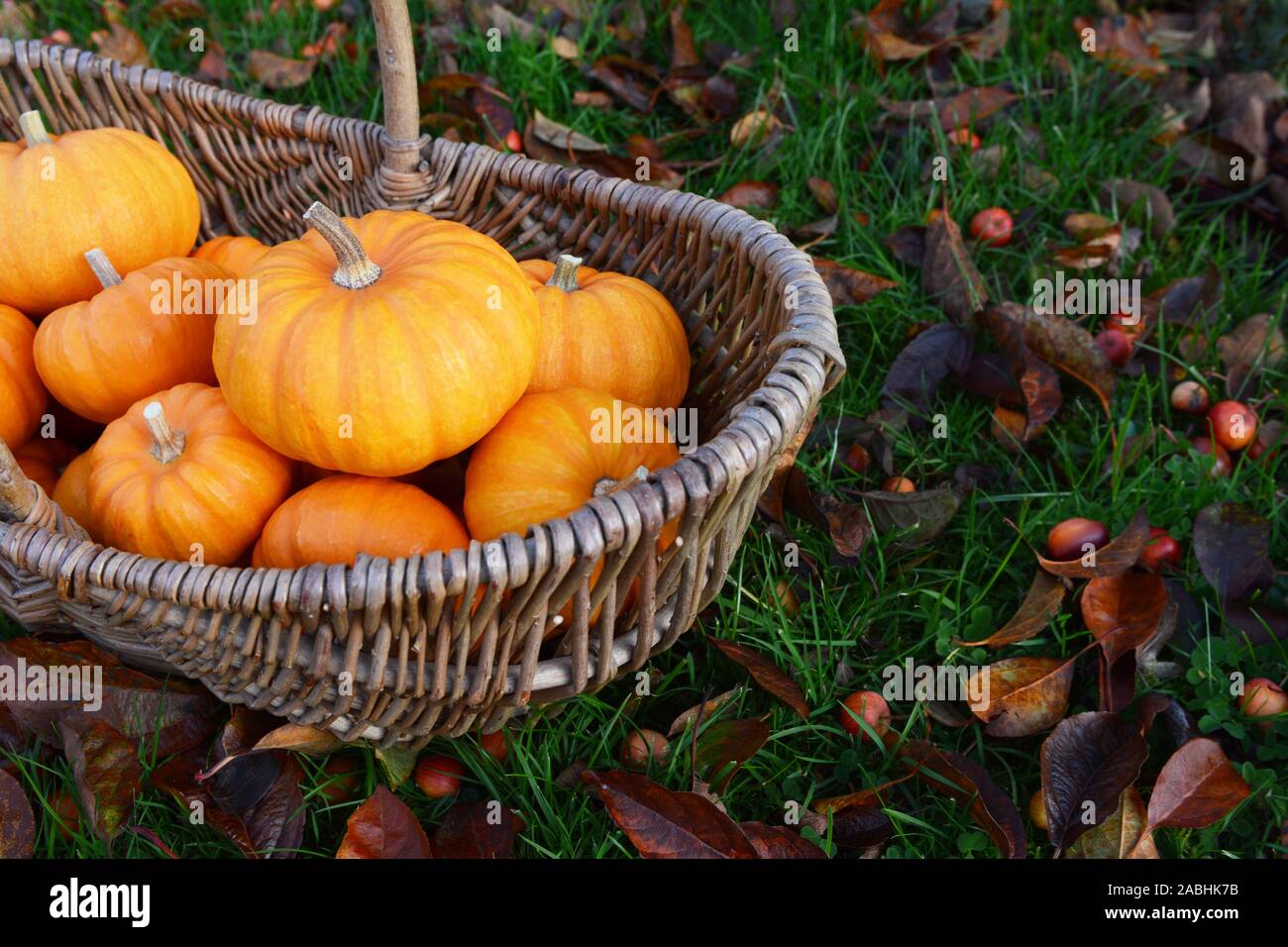 Rustic basket of small orange pumpkins for Thanksgiving decorations in a fall garden covered in leaves and crab apples Stock Photo