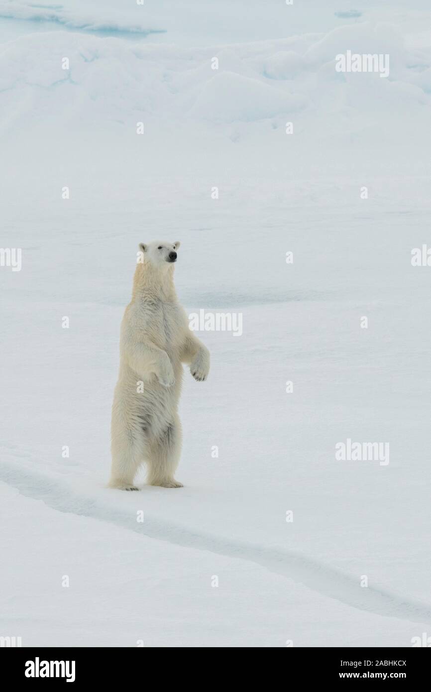 Russia, High Arctic. Polar bear at 84.53 degrees north. Stock Photo