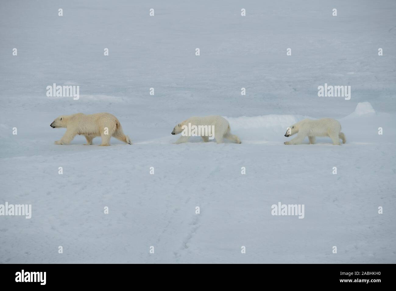 Russia, High Arctic, Franz Josef Land. Polar bear (WILD Ursus