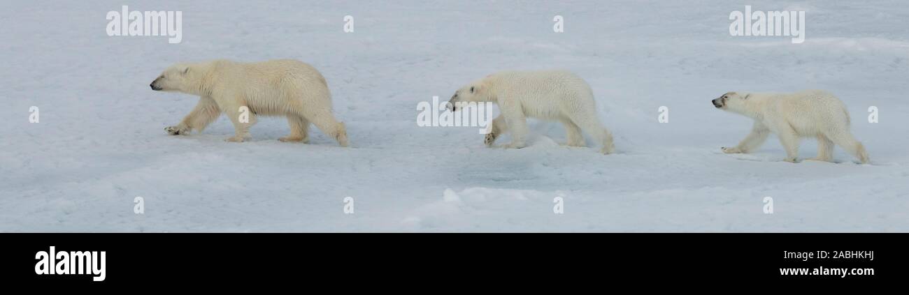 Russia, High Arctic, Franz Josef Land. Polar bear (WILD: Ursus maritimus) female with two cubs on sea ice. Stock Photo