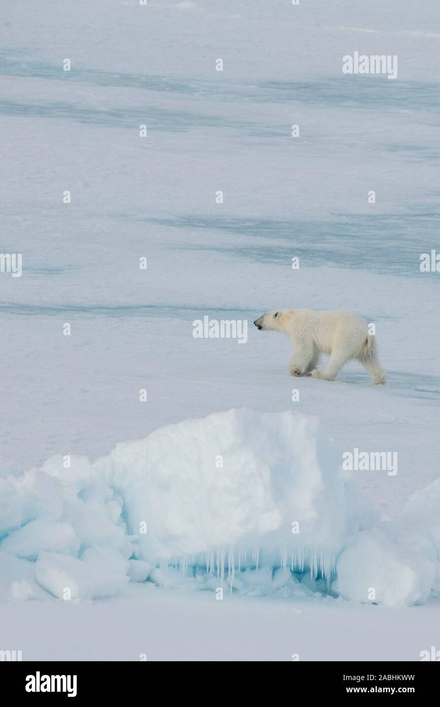 Russia, High Arctic, Franz Josef Land. Polar bear (WILD Ursus