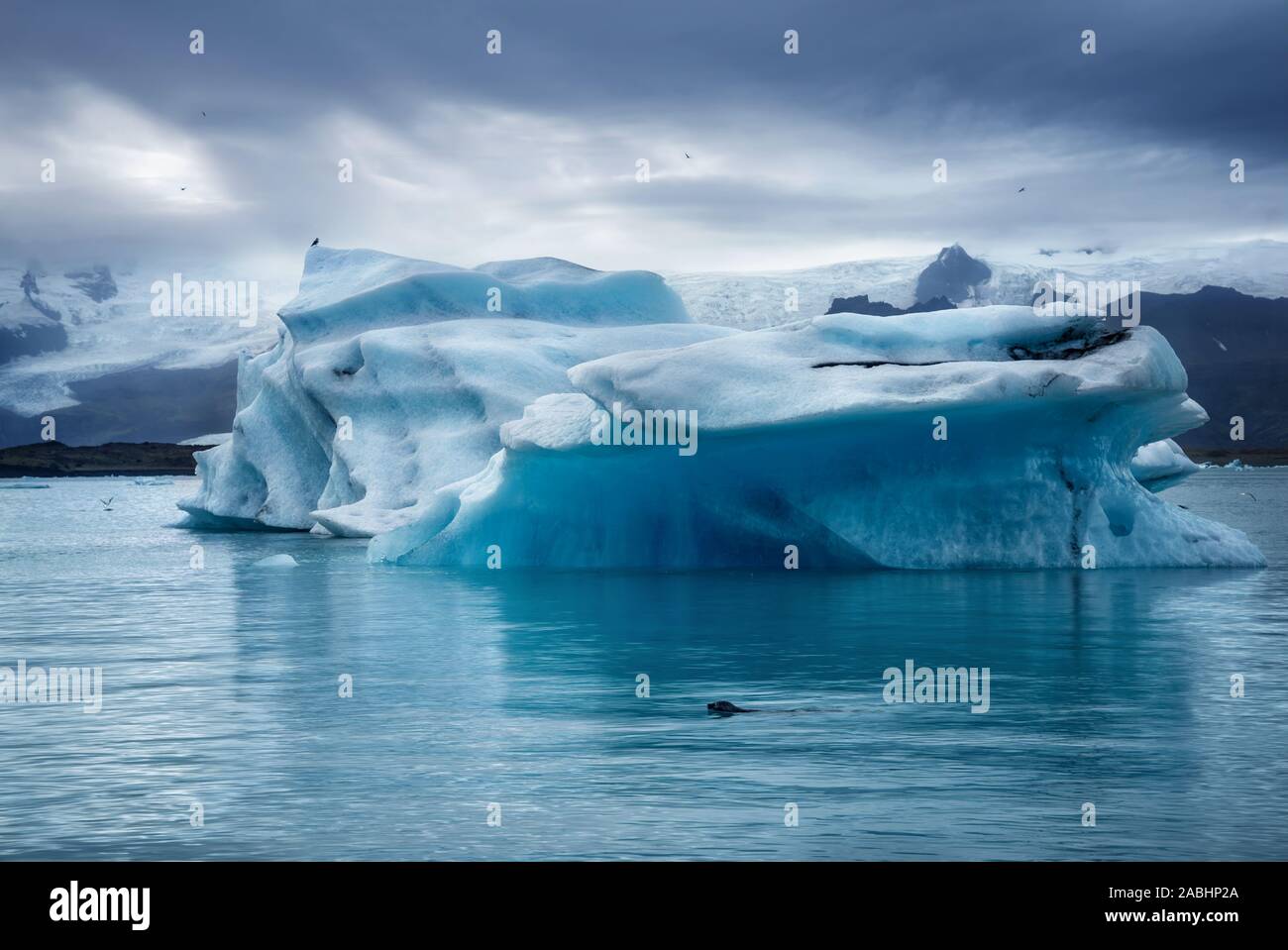 dark low key image of seal swimming in Jokulsarlon glacier lagoon at sunset on cloudy winter day with blue iceberg in background Stock Photo
