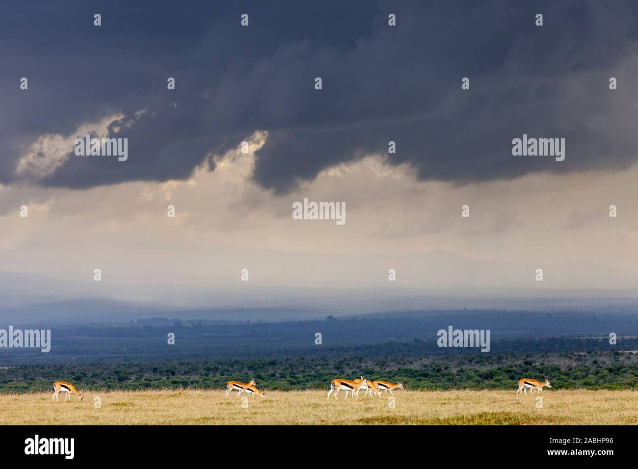 Thomson's gazelle silhouette hi-res stock photography and images - Alamy