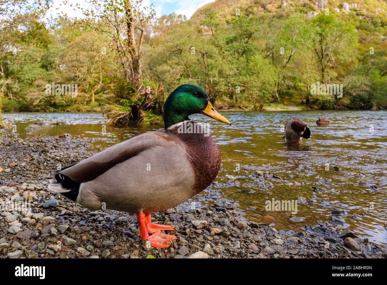 Mallard (drake) on the River Derwent, Lake District Stock Photo