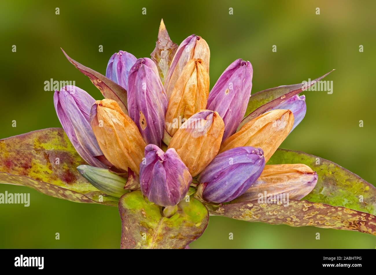 Prairie plant of bottle gentian (closed gentian of species Gentiana andrewsiias Griseb), its purple and blue flowers fade into an autumn palette. Stock Photo