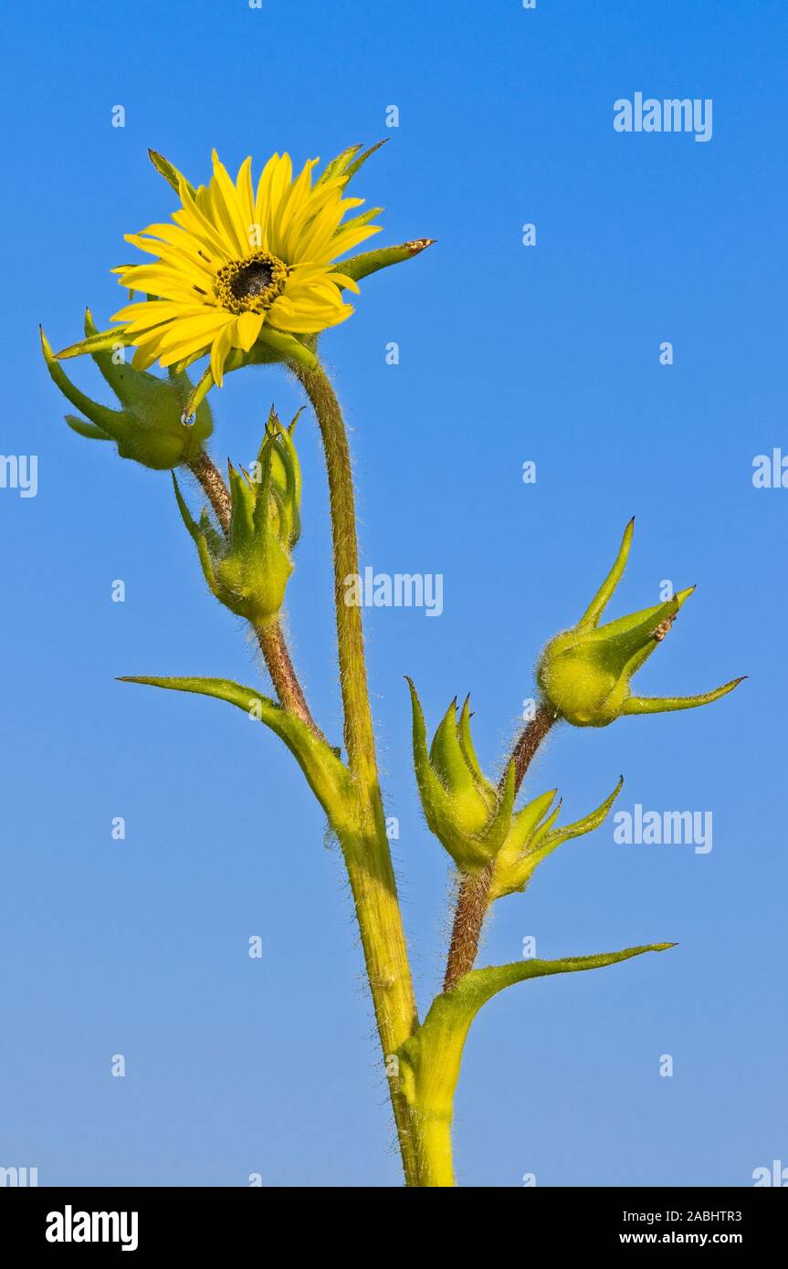 The yellow flower of the dew covered prairie plant, compass plant of species Silphium laciniatum in Aster family, rises above a prairie with blue sky Stock Photo