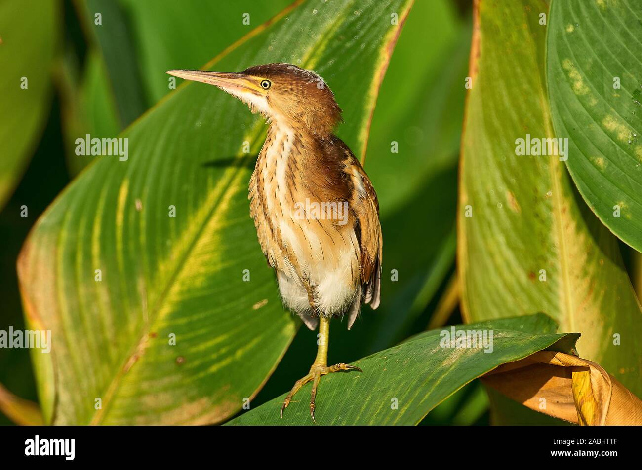 Least Bittern (Ixobrychus exilis) juvenile, Wakodahatchee Wetlands ...