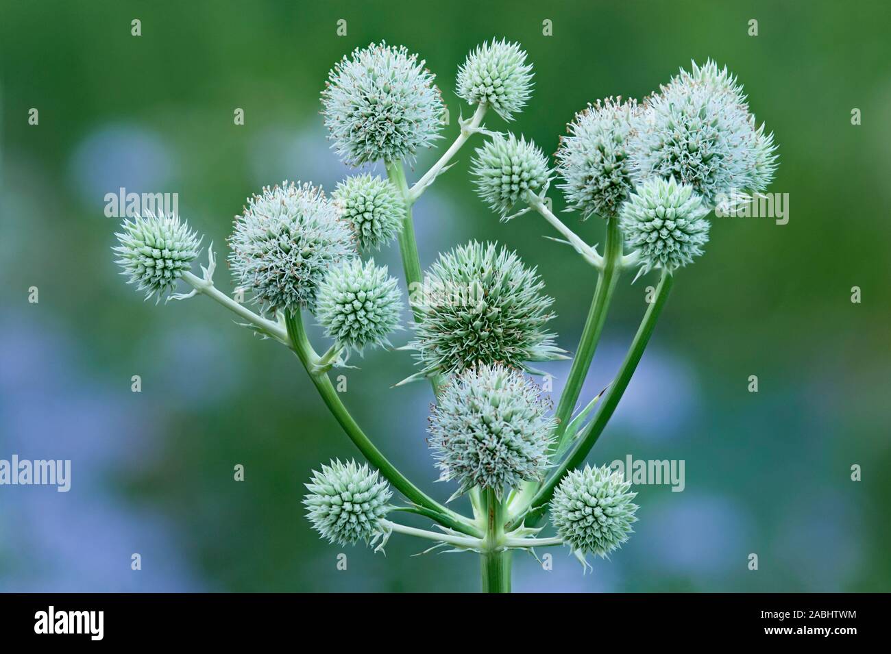 The prairie plant rattlesnake master of species Eryngium yuccifolium in Apiaceae family has white flower heads with tiny prairie flowers. Stock Photo