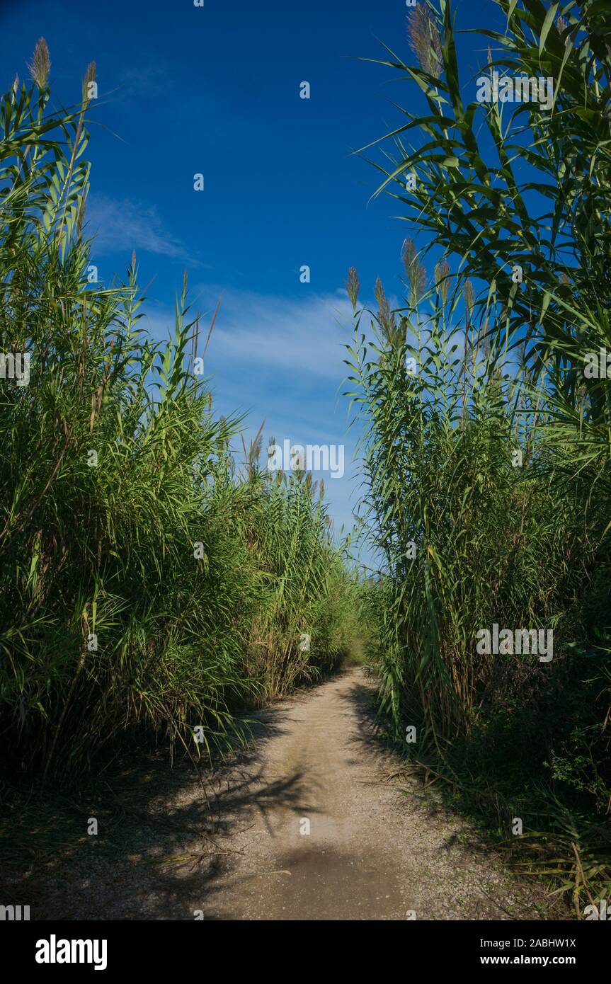 Path between green vegetation under blue sky. Vertical Stock Photo