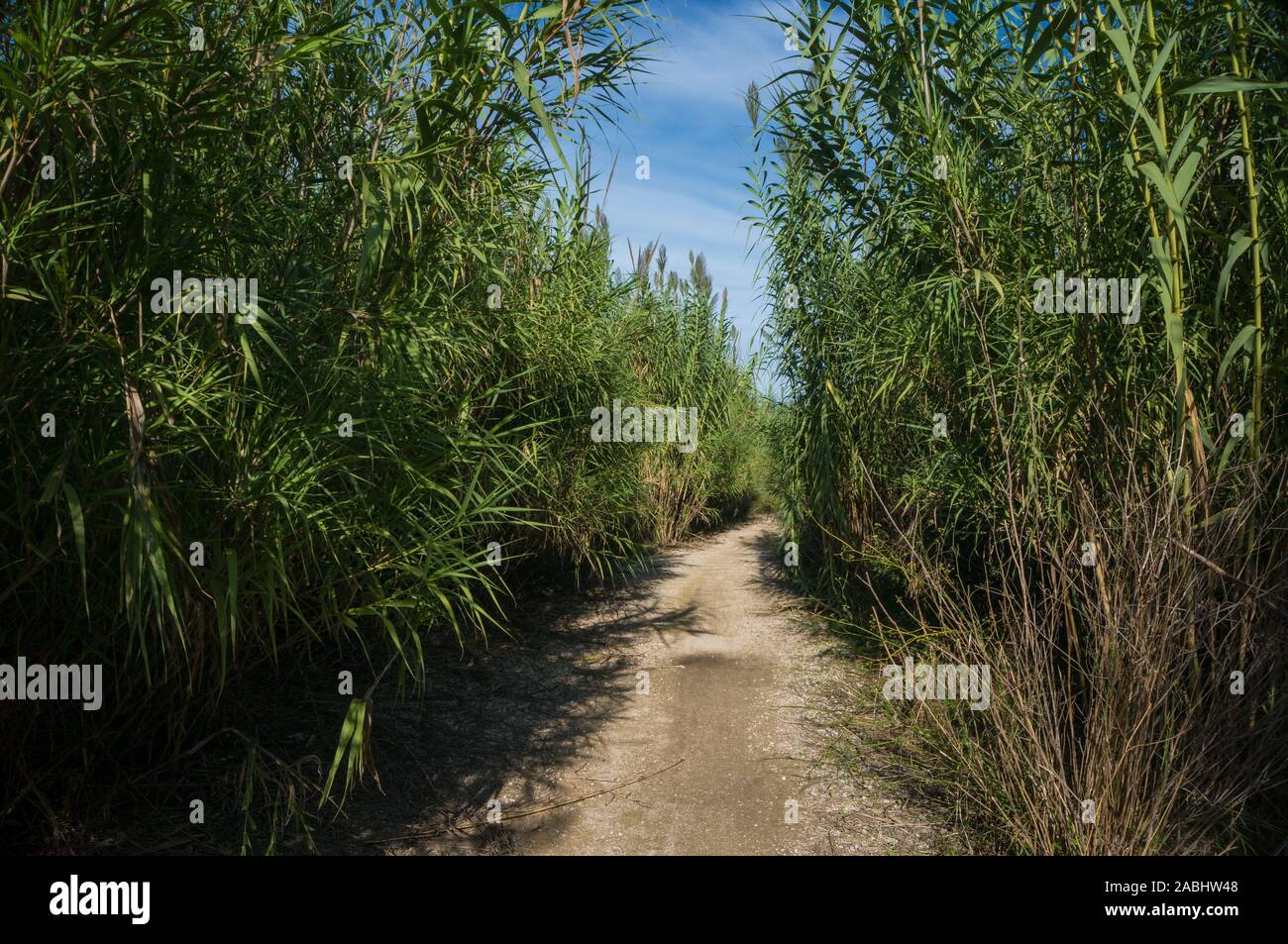 Path between vegetation under blue sky Stock Photo