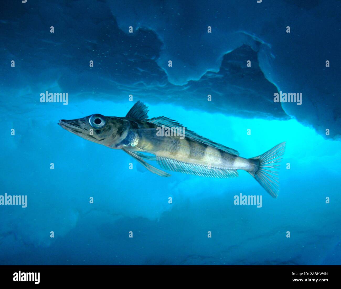 ice fish