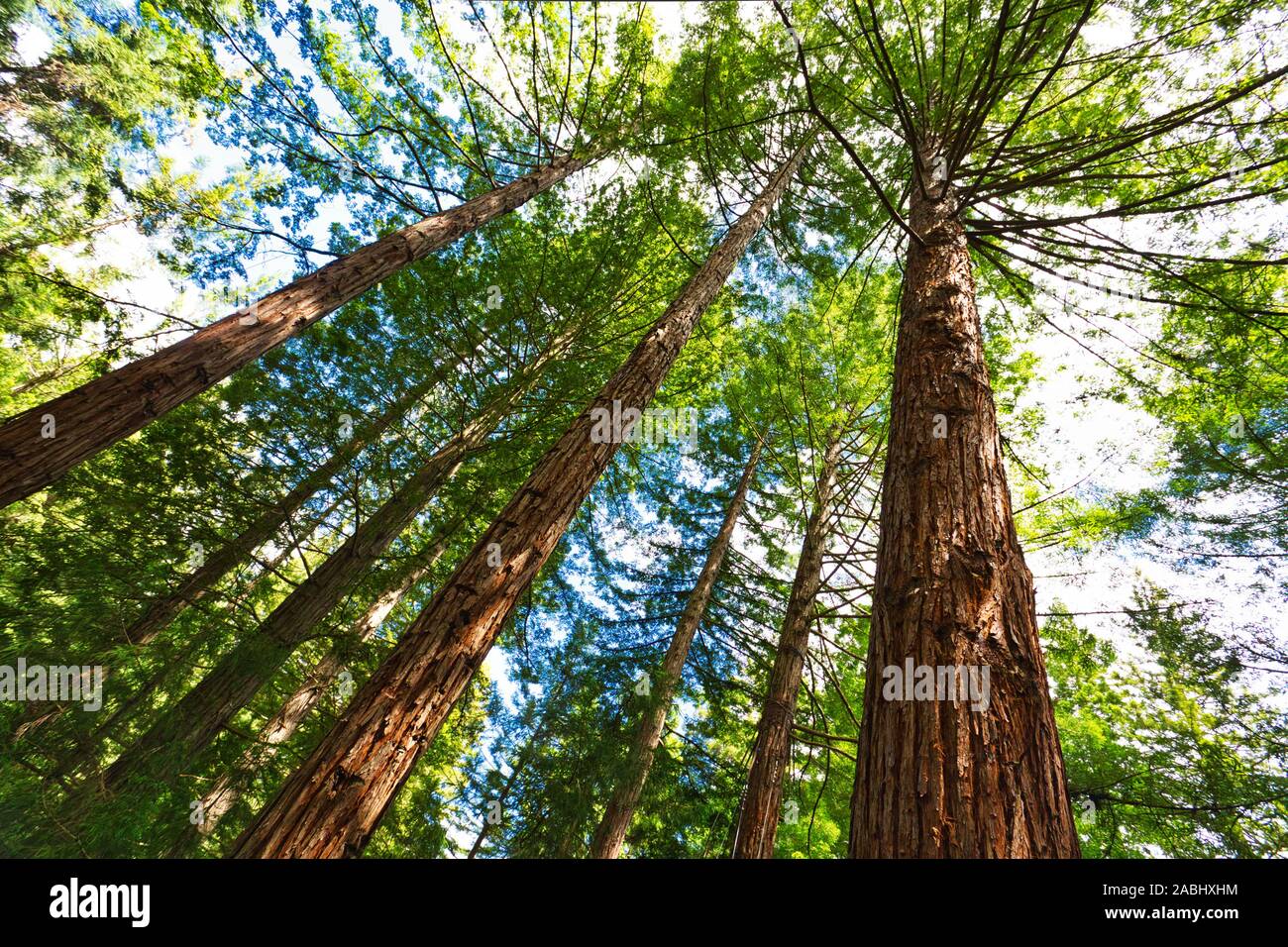 Forest of Tree Ferns and Giant Redwoods in Whakarewarewa Forest near Rotorua, New Zealand Stock Photo