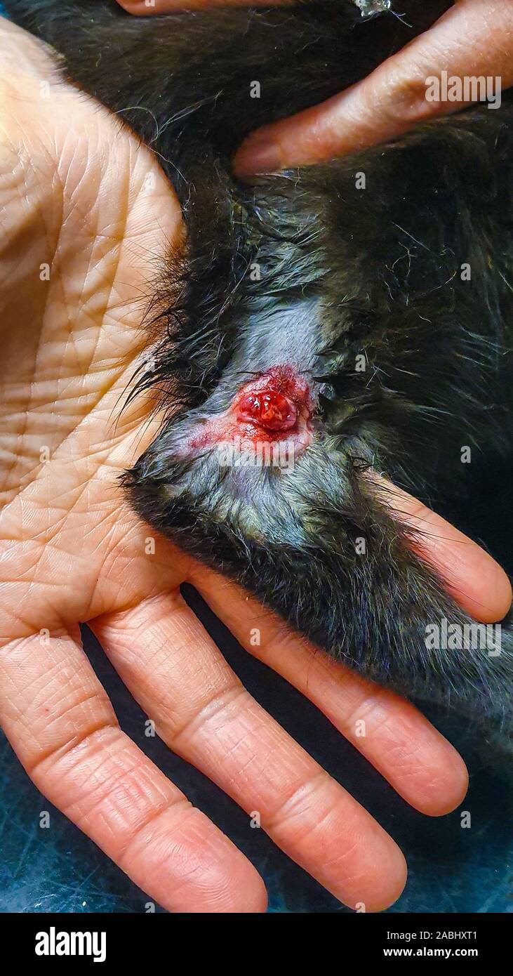 A wound on a small black kitten left over from a scab being surgically removed at the vets Stock Photo