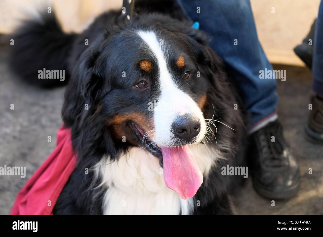 Bernese Mountain Dog face close-up. The dog is black with a white spot on the nose and chest. Berner Sennenhund sticks out his tongue and looks away. Stock Photo