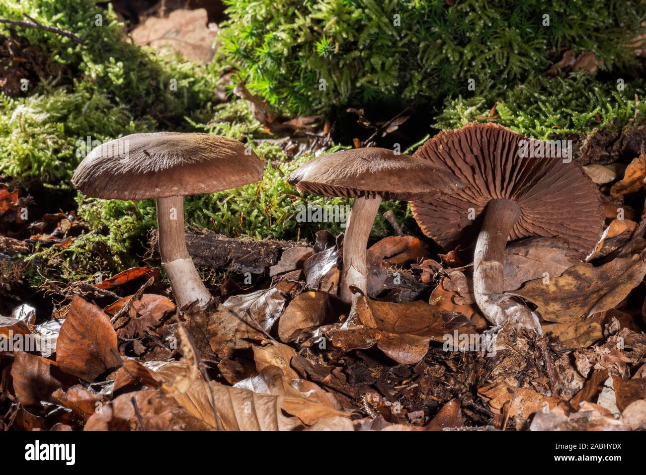 Earthy Webcap mushroom (Cortinarius hinnuleus) in leaves, Baden-Wurttemberg, Germany Stock Photo