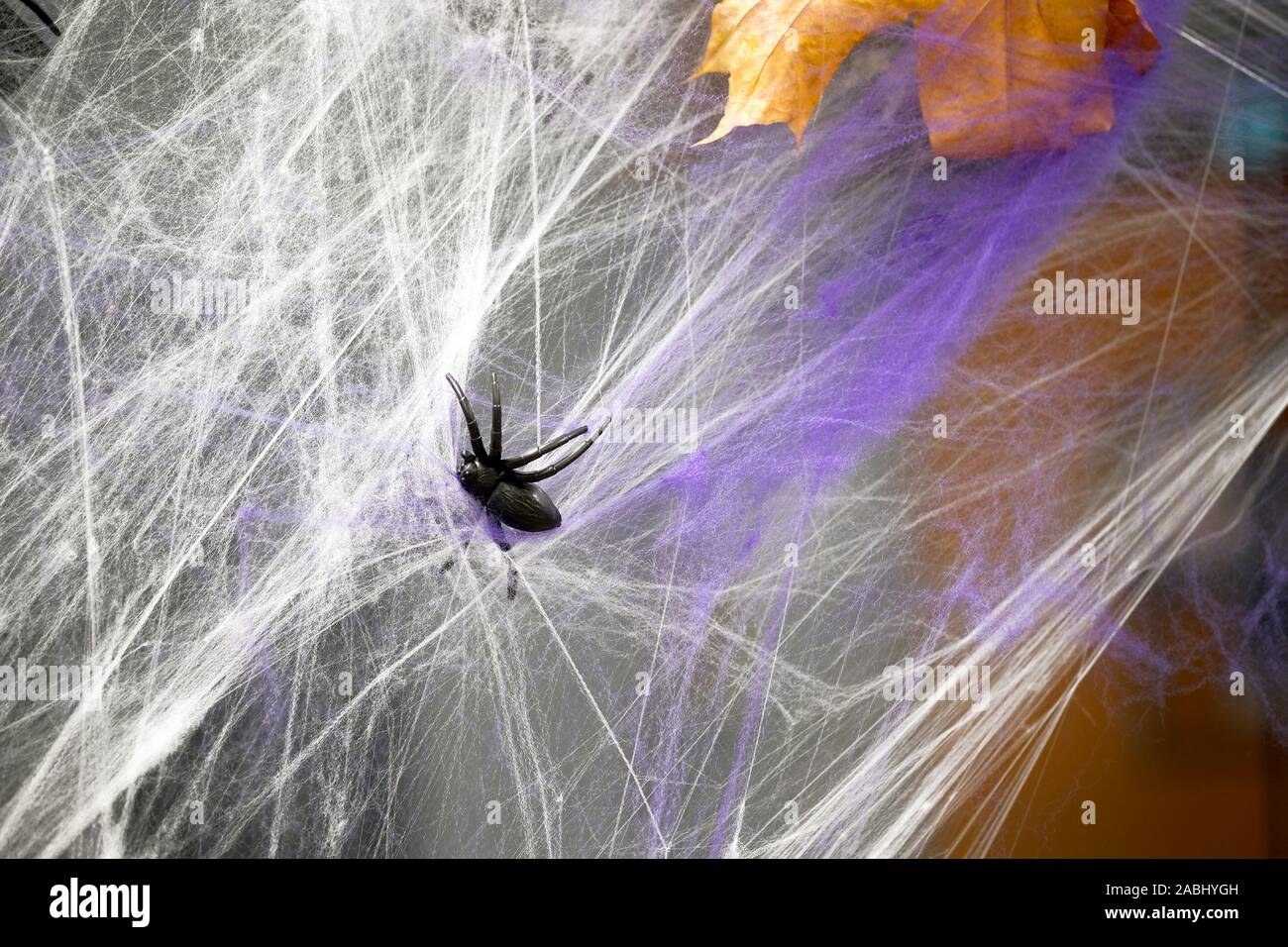 Window dressing for Halloween. The black spider is tangled in an artificial web. Preparations for the celebration of Halloween. Stock Photo