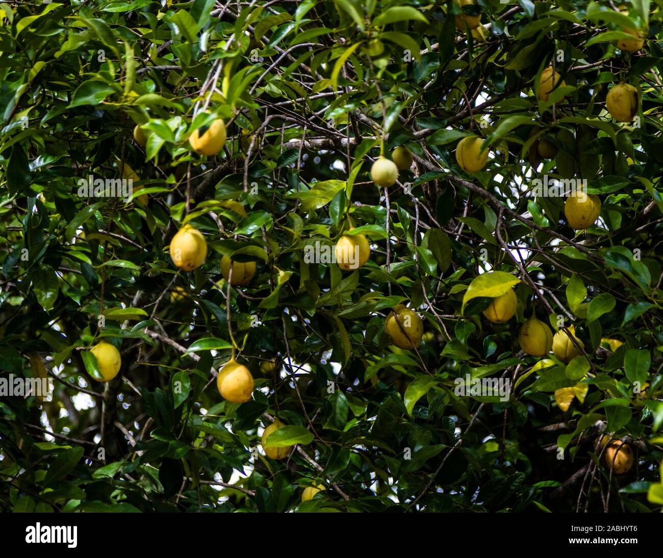 Grenada nutmeg plant hires stock photography and images Alamy