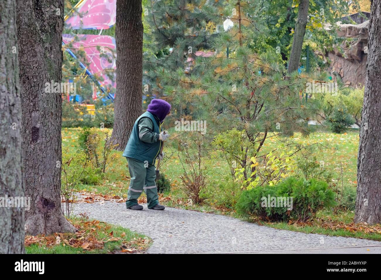 A park worker in a green suit and purple hood sweeps leaves with a broom. City park in the autumn. Woman cleaning a park alley from debris and leaves. Stock Photo