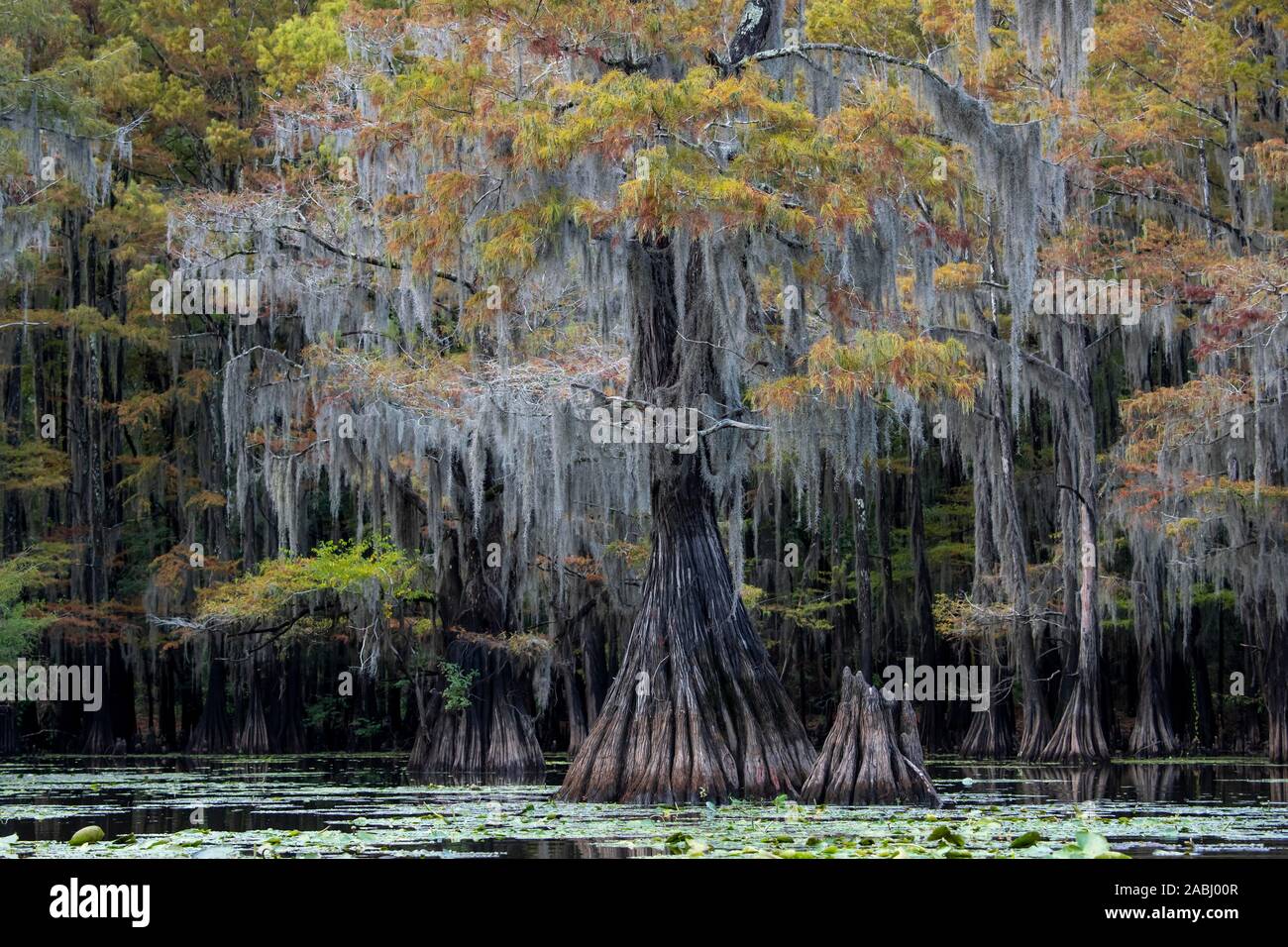 Bald cypresses (Taxodium distichum) with Spanish moss (Tillandsia usneoides) in autumn, Atchafalaya Basin, Louisiana, USA Stock Photo