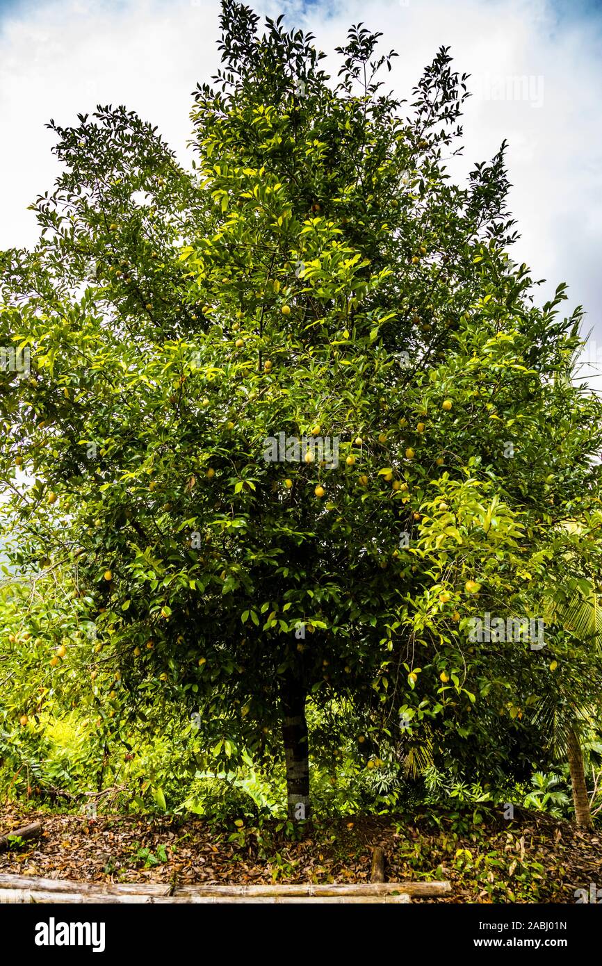 Nutmegs growing on a Tree in Nianganfoix, Grenada Stock Photo