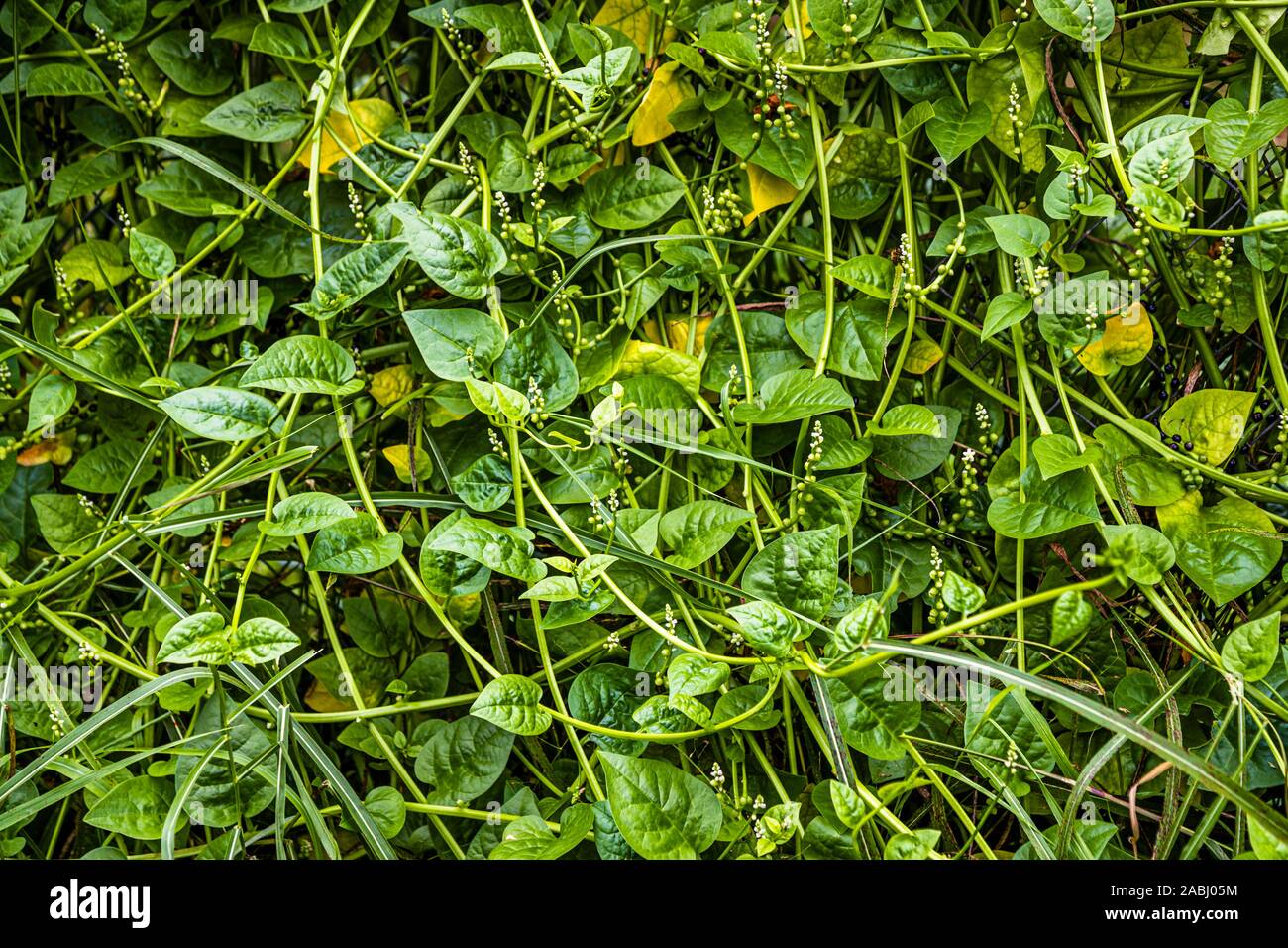 Grenada Spinach Callaloo Stock Photo