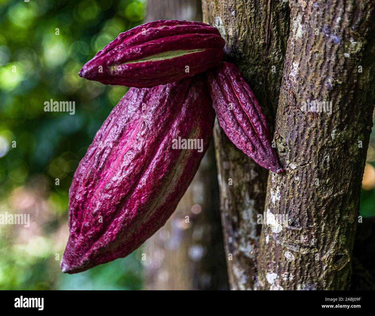 Cocoa Fruit in Grenada. The cacao fruit grows on the trunk of the plant Stock Photo