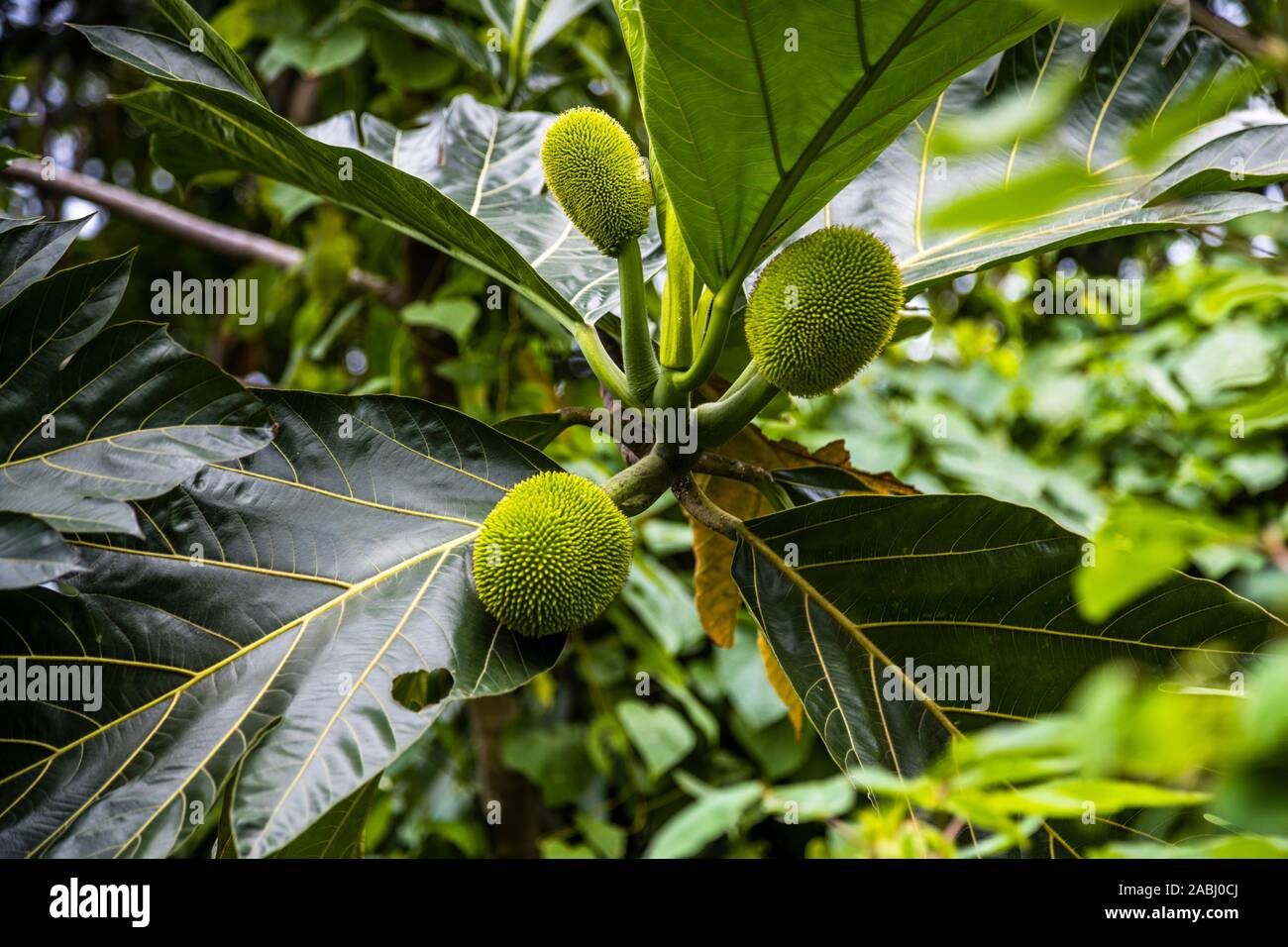 Breadfruit in Grenada Stock Photo