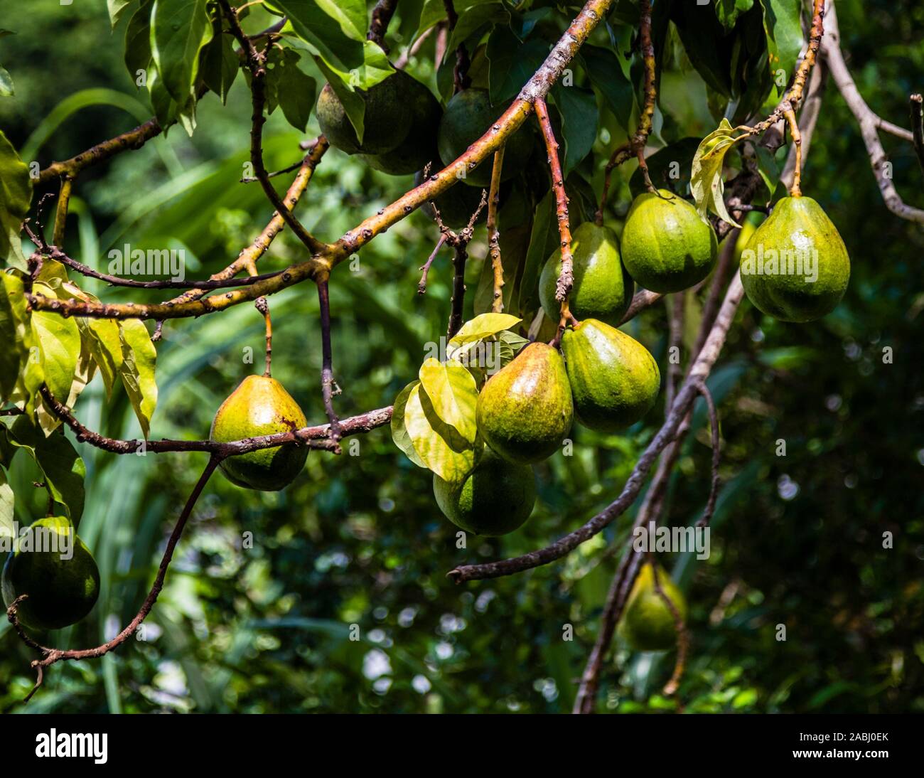 Nutmegs on the Tree in Concord, Grenada Stock Photo