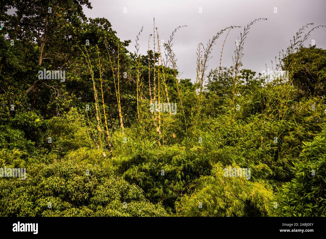 Bamboo in Grenada Stock Photo