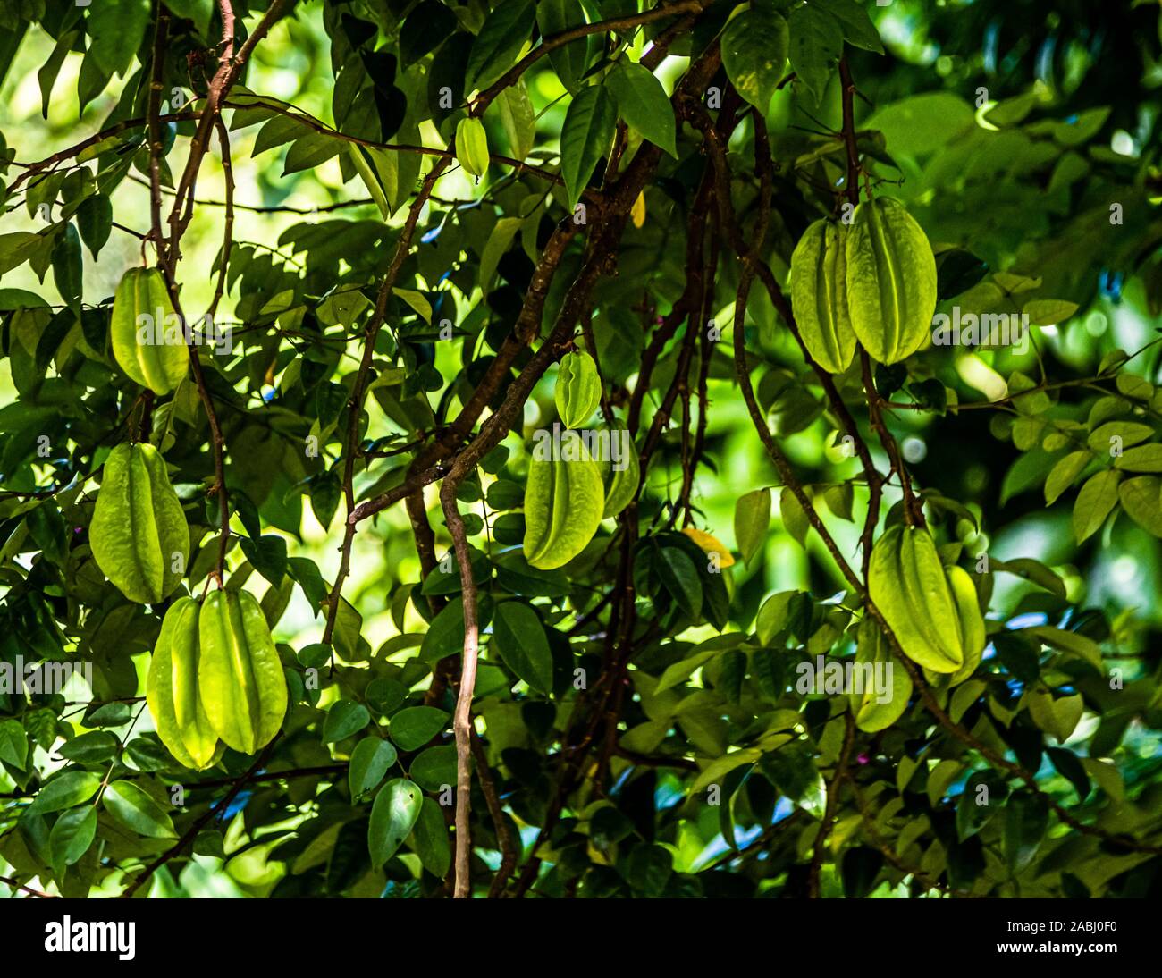 Starfruit Tree in Concord, Grenada Stock Photo