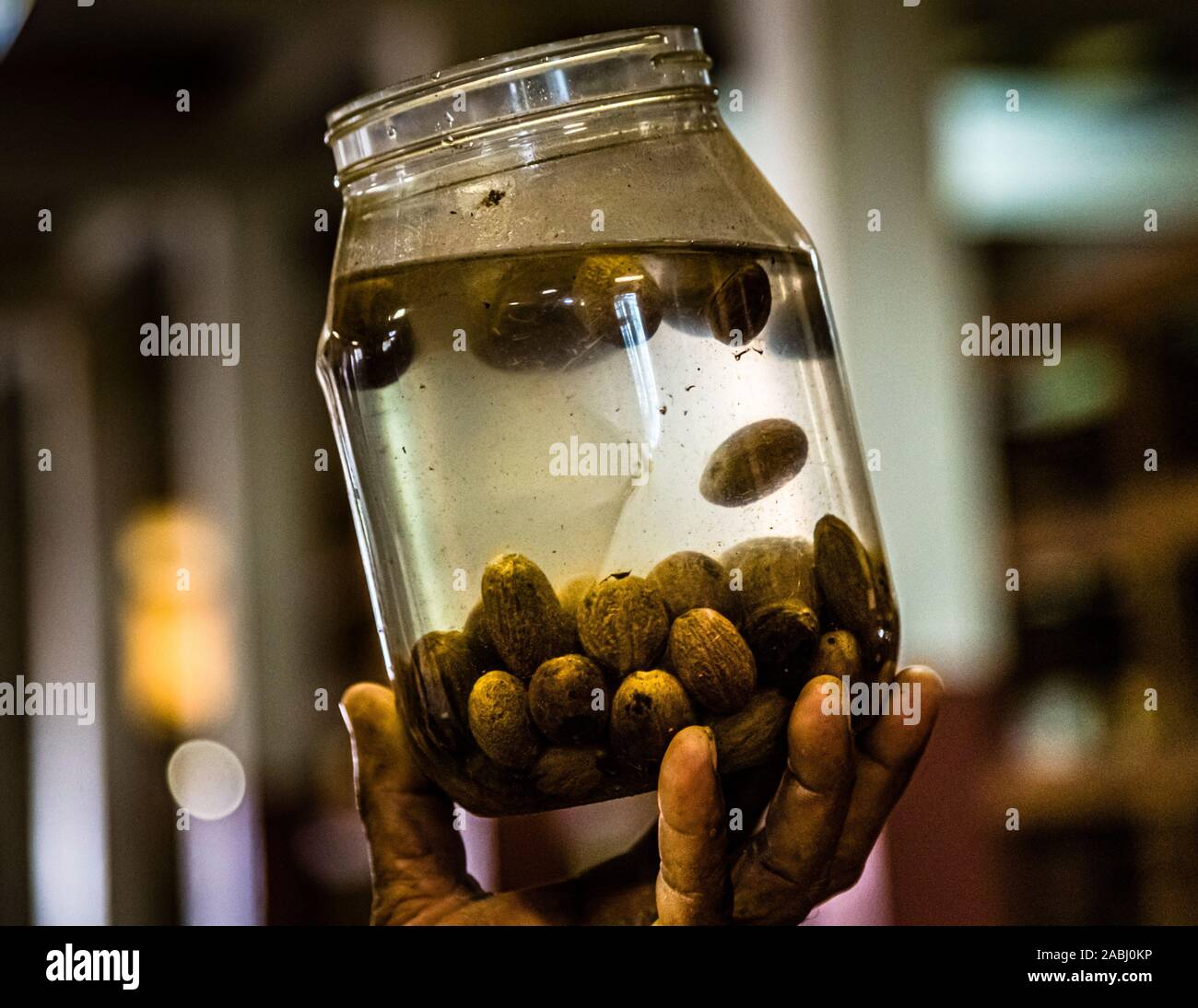 Testing Nutmegs swimming in Water, Nutmeg Factory in Gouyave, Grenada