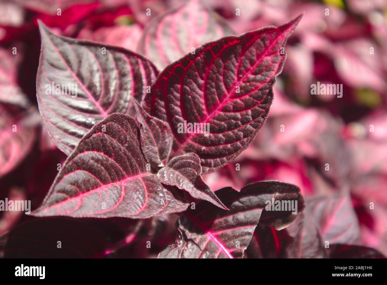 Close-up of some leaves of a Bloodleaf plant (Iresine herbstii 'Acuminata') in an outdoor garden Stock Photo