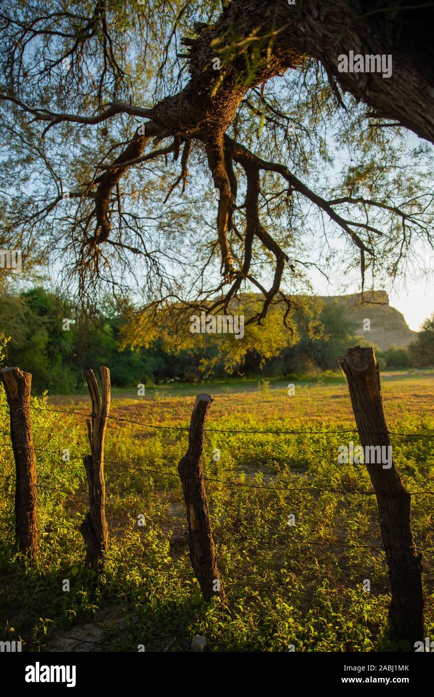 Mequite tree and with rays of sunlight at sunset crossing the fence of spikes and wood on the site or ejido el Gavilan. ranch, country terrain on the Sonora river route.  (© Photo: LuisGutierrez / NortePhoto.com) © arbol mequite y con rayos de luz del sol al atardecer travezando el cerco de puas y madera en el predio o ejido el Gavilan. rancho, terreno campestre en la ruta del rio Sonora.© Stock Photo