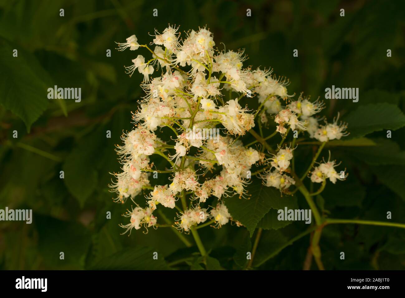 Flowering branches of chestnut (Aesculus hippocastanum) on the background of green leaves and tree bark Stock Photo