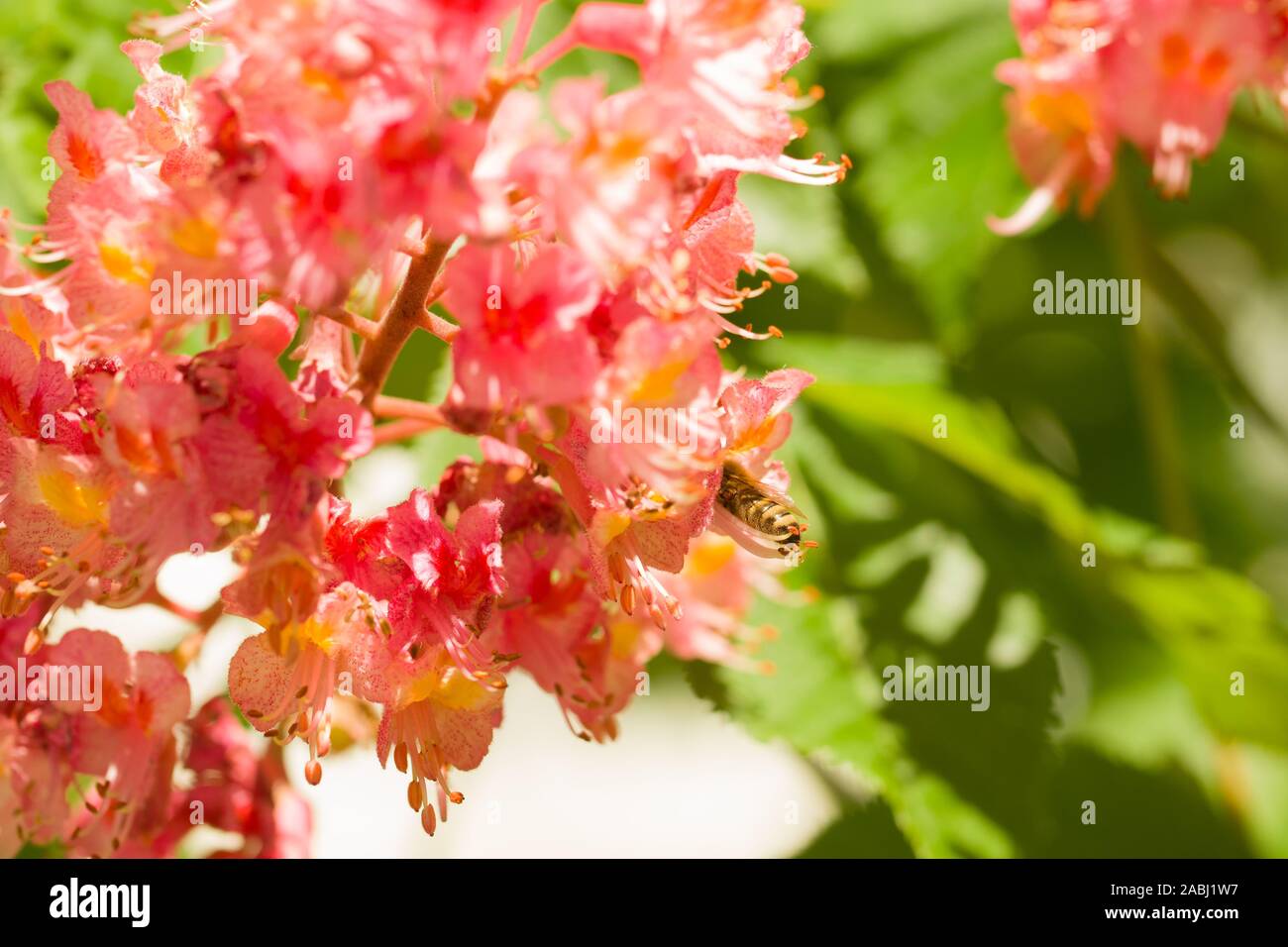 Close up on western honey bees (Apis mellifera apica) colleting pollen from the flowering parts of Red horse-chestnut Aesculus carnea, hybrid Aesculus Stock Photo