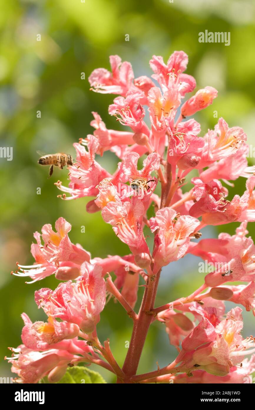 Close up on western honey bees (Apis mellifera apica) colleting pollen from the flowering parts of Red horse-chestnut Aesculus carnea, hybrid Aesculus Stock Photo