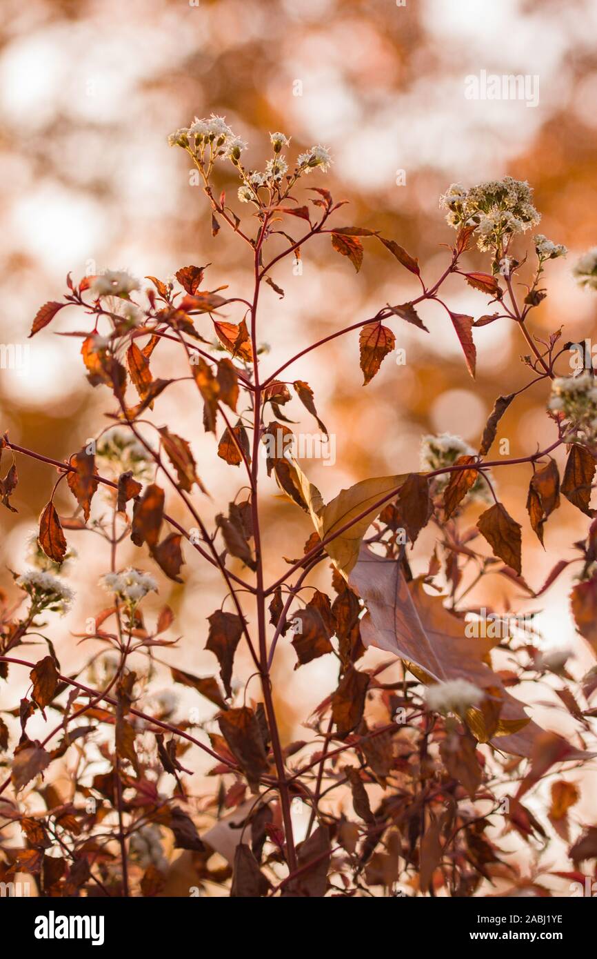 Beautiful Autumn Background with Eupatorium rugosum with sunlit background and bokeh Stock Photo