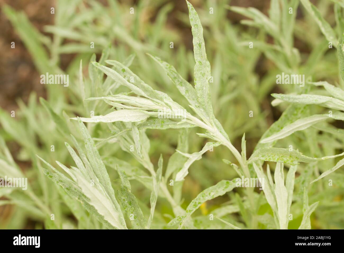 Close up on the young plants of Artemisia ludoviciana. Also called Silver wormwood, western mugwort, Louisiana wormwood, white sagebrush, and gray Stock Photo