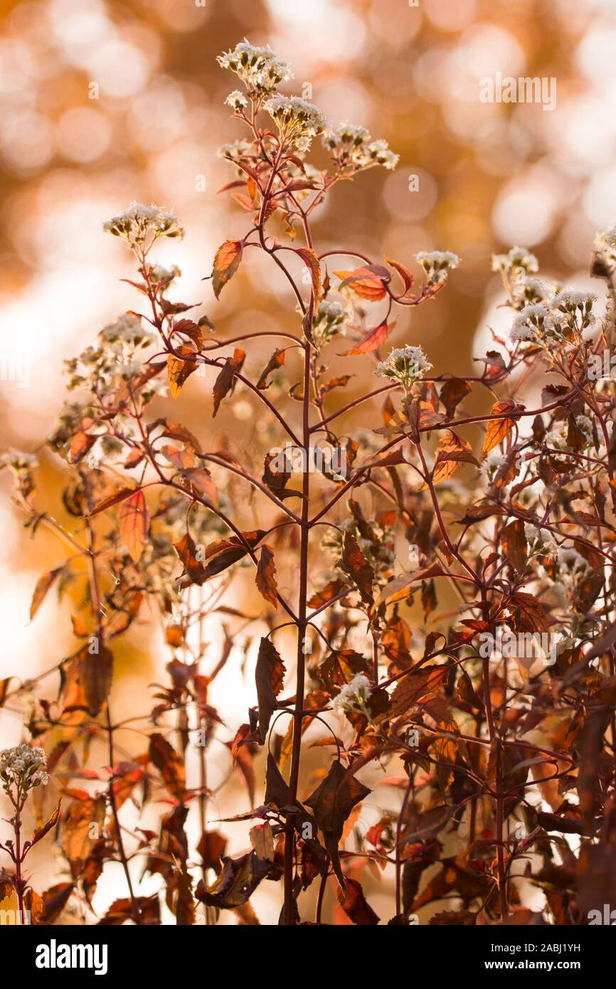 Beautiful Autumn Background with Eupatorium rugosum with sunlit background and bokeh Stock Photo