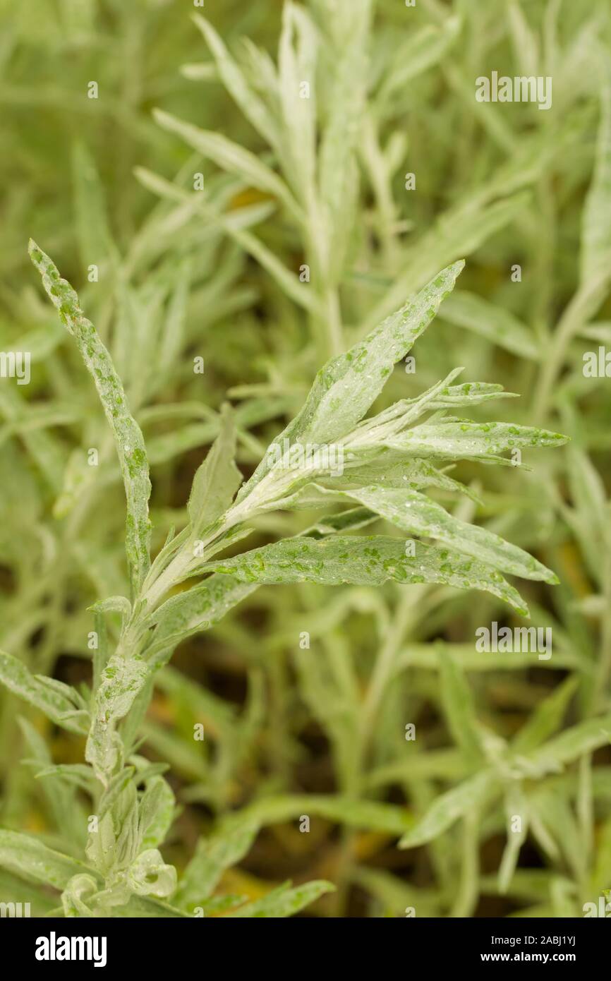 Close up on the young plants of Artemisia ludoviciana. Also called Silver wormwood, western mugwort, Louisiana wormwood, white sagebrush, and gray Stock Photo